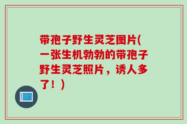 带孢子野生灵芝图片(一张生机勃勃的带孢子野生灵芝照片，诱人多了！)