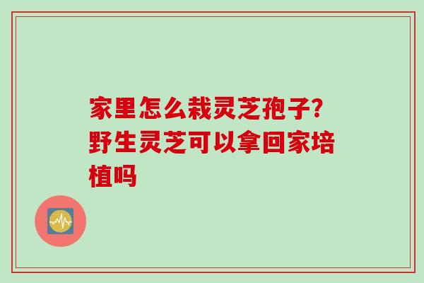 家里怎么栽灵芝孢子？野生灵芝可以拿回家培植吗