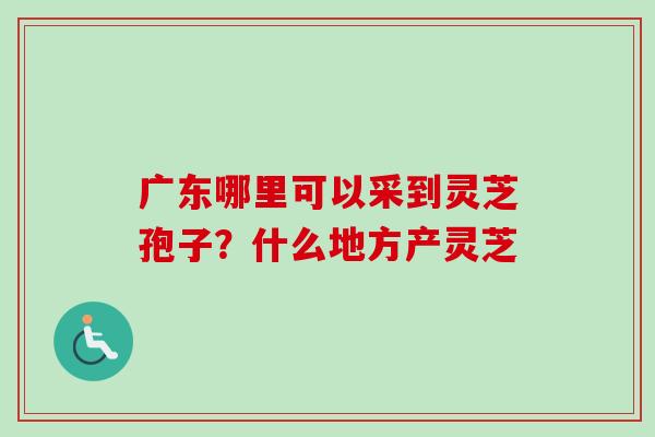 广东哪里可以采到灵芝孢子？什么地方产灵芝