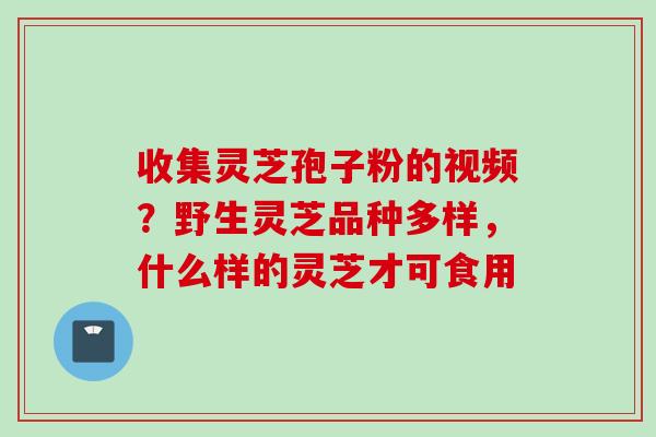 收集灵芝孢子粉的视频？野生灵芝品种多样，什么样的灵芝才可食用
