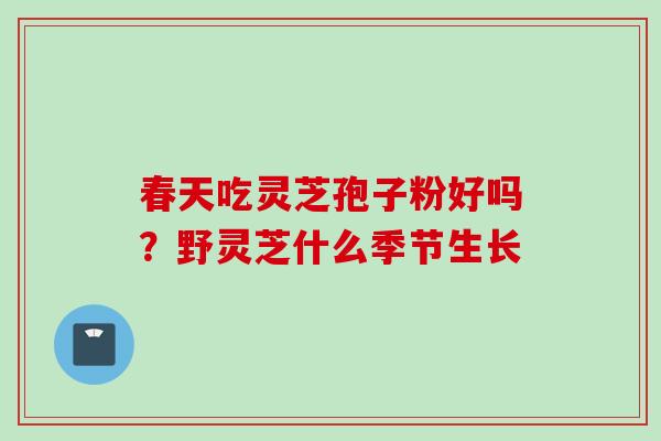 春天吃灵芝孢子粉好吗？野灵芝什么季节生长