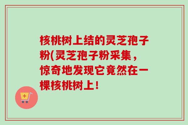 核桃树上结的灵芝孢子粉(灵芝孢子粉采集,惊奇地发现它竟然在一棵核桃树上! 核桃树上结的灵芝孢子粉(灵芝孢子粉采集,惊奇地发现它竟然在一棵核桃树上!