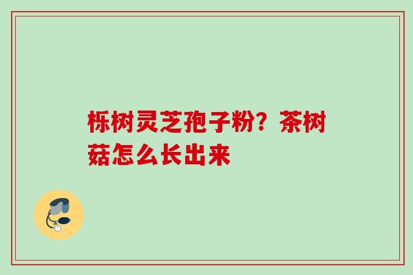 栎树灵芝孢子粉？茶树菇怎么长出来