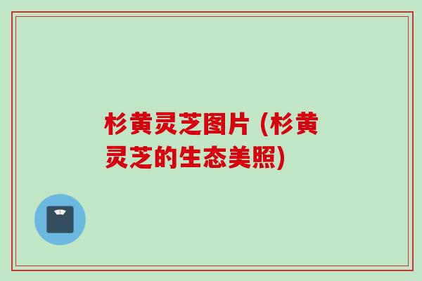 杉黄灵芝图片 (杉黄灵芝的生态美照)