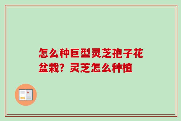 怎么种巨型灵芝孢子花盆栽?灵芝怎么种植 怎么种巨型灵芝孢子花盆栽?灵芝怎么种植