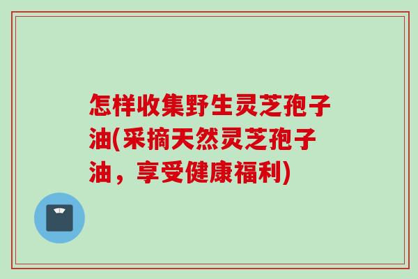 怎样收集野生灵芝孢子油(采摘天然灵芝孢子油，享受健康福利)