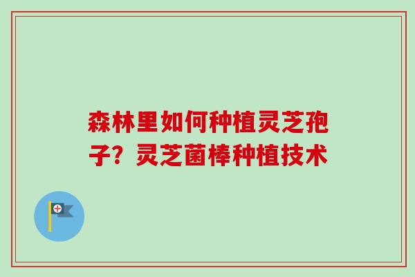 森林里如何种植灵芝孢子?灵芝菌棒种植技术 森林里如何种植灵芝孢子?灵芝菌棒种植技术