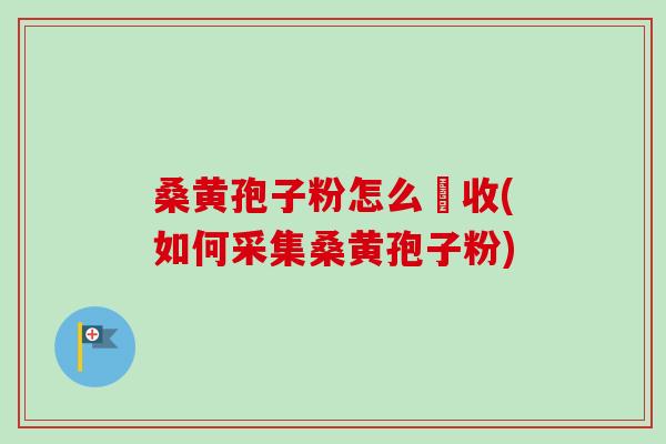 桑黄孢子粉怎么釆收(如何采集桑黄孢子粉)