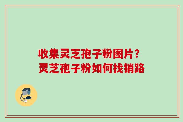 收集灵芝孢子粉图片？灵芝孢子粉如何找销路