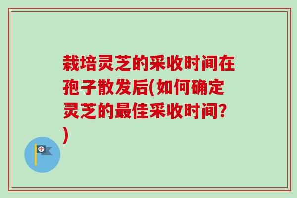 栽培灵芝的采收时间在孢子散发后(如何确定灵芝的佳采收时间？)