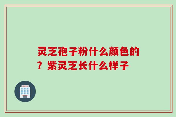灵芝孢子粉什么颜色的？紫灵芝长什么样子