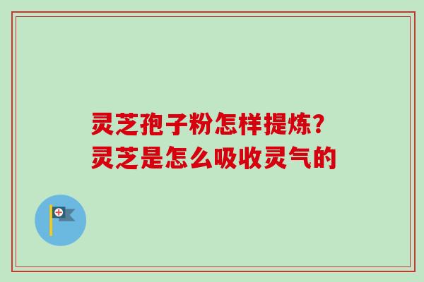 灵芝孢子粉怎样提炼？灵芝是怎么吸收灵气的