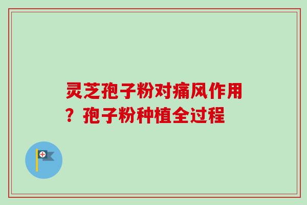 灵芝孢子粉对痛风作用？孢子粉种植全过程