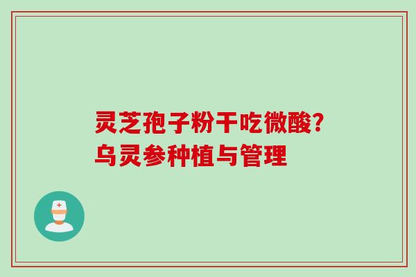 灵芝孢子粉干吃微酸？乌灵参种植与管理