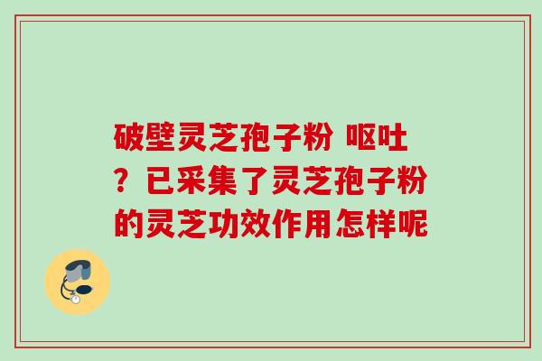破壁灵芝孢子粉 呕吐？已采集了灵芝孢子粉的灵芝功效作用怎样呢