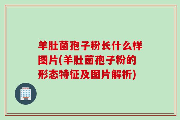羊肚菌孢子粉长什么样图片(羊肚菌孢子粉的形态特征及图片解析)