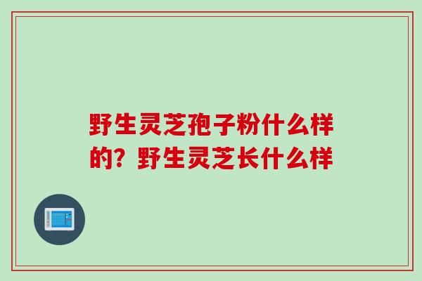 野生灵芝孢子粉什么样的？野生灵芝长什么样