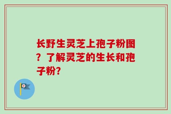 长野生灵芝上孢子粉图?了解灵芝的生长和孢子粉? 长野生灵芝上孢子粉图?了解灵芝的生长和孢子粉?