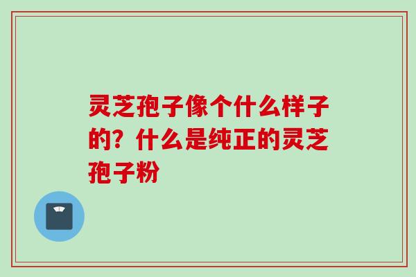 灵芝孢子像个什么样子的？什么是纯正的灵芝孢子粉