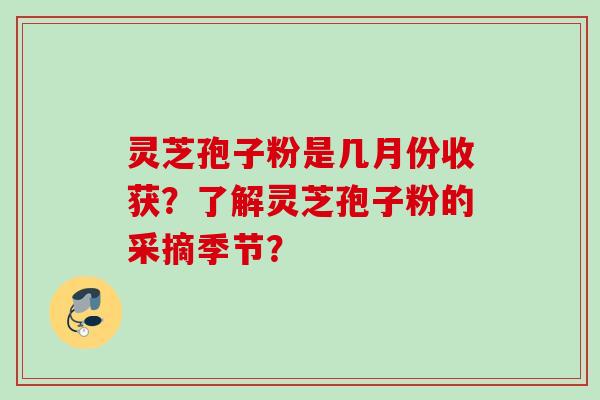 灵芝孢子粉是几月份收获？了解灵芝孢子粉的采摘季节？