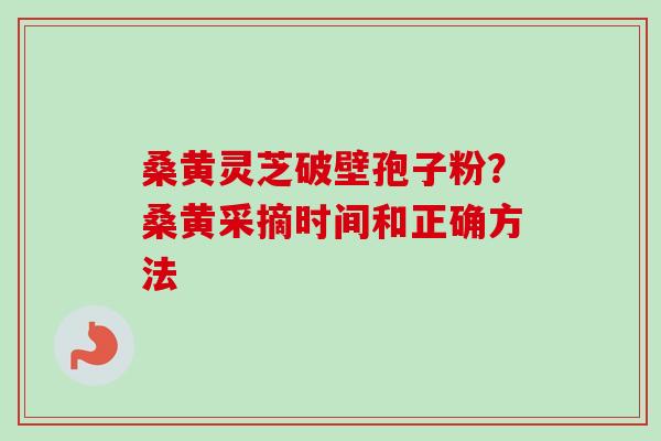 桑黄灵芝破壁孢子粉？桑黄采摘时间和正确方法