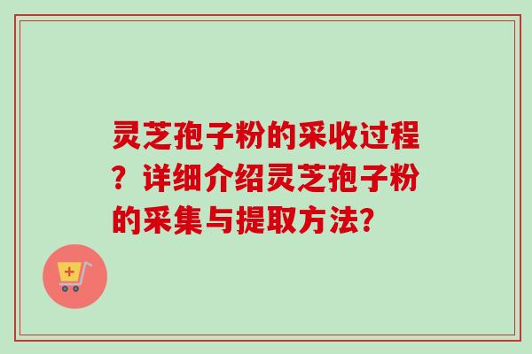 灵芝孢子粉的采收过程？详细介绍灵芝孢子粉的采集与提取方法？