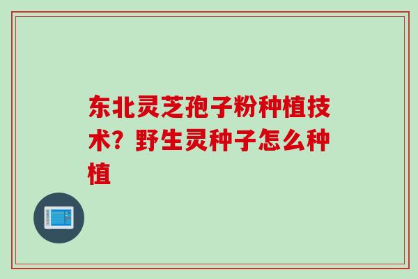 东北灵芝孢子粉种植技术？野生灵种子怎么种植