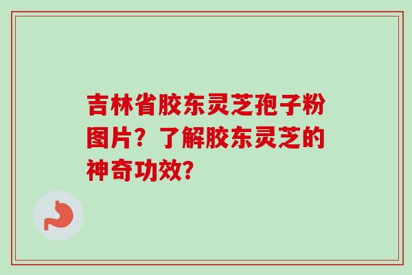 吉林省胶东灵芝孢子粉图片？了解胶东灵芝的神奇功效？