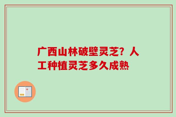 广西山林破壁灵芝？人工种植灵芝多久成熟