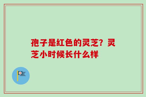 孢子是红色的灵芝？灵芝小时候长什么样