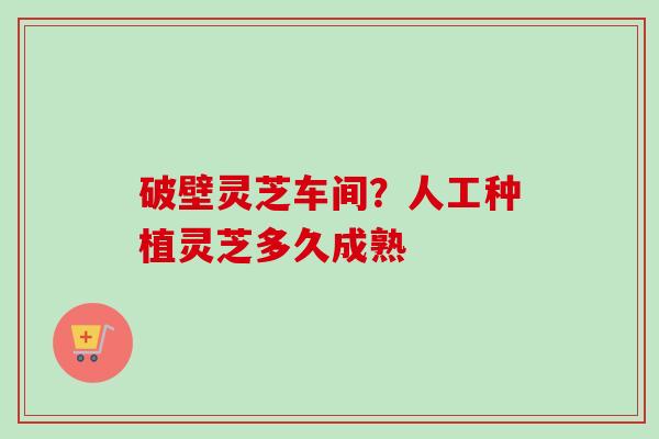 破壁灵芝车间？人工种植灵芝多久成熟