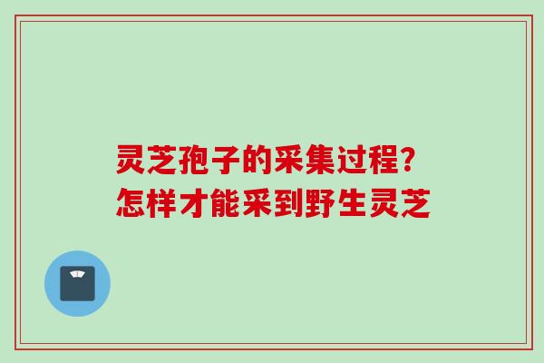 灵芝孢子的采集过程？怎样才能采到野生灵芝