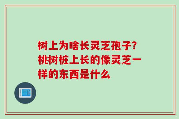 树上为啥长灵芝孢子？桃树桩上长的像灵芝一样的东西是什么