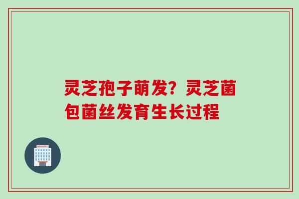 灵芝孢子萌发？灵芝菌包菌丝发育生长过程