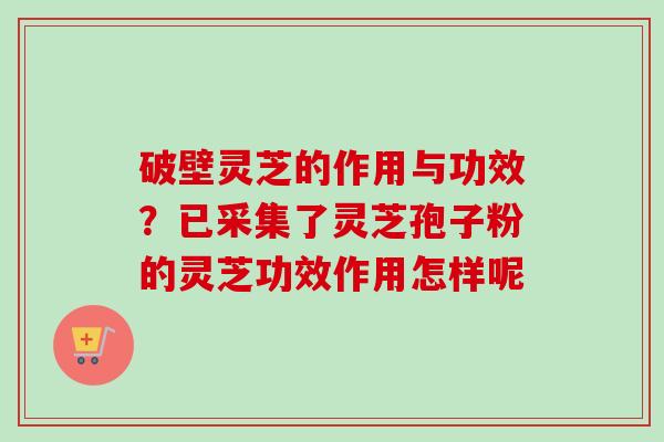 破壁灵芝的作用与功效？已采集了灵芝孢子粉的灵芝功效作用怎样呢
