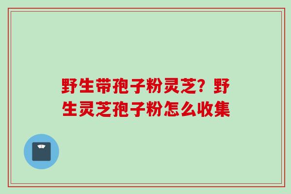 野生带孢子粉灵芝？野生灵芝孢子粉怎么收集