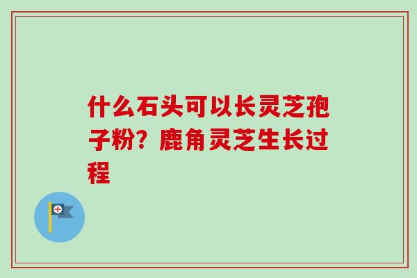 什么石头可以长灵芝孢子粉？鹿角灵芝生长过程