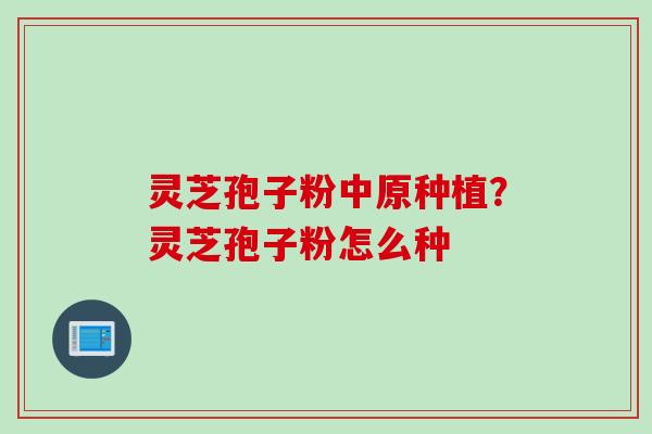 灵芝孢子粉中原种植？灵芝孢子粉怎么种
