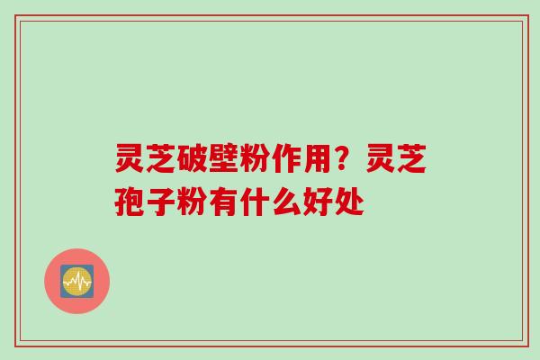 灵芝破壁粉作用？灵芝孢子粉有什么好处