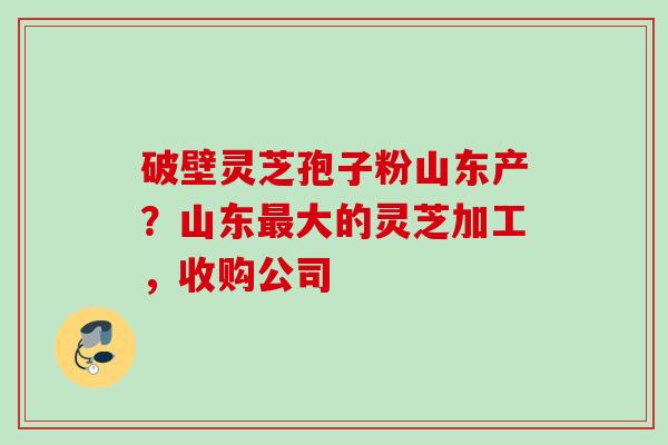 破壁灵芝孢子粉山东产？山东最大的灵芝加工，收购公司