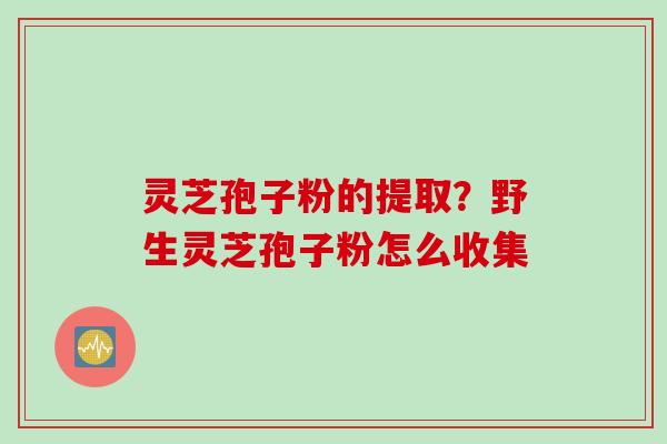 灵芝孢子粉的提取？野生灵芝孢子粉怎么收集