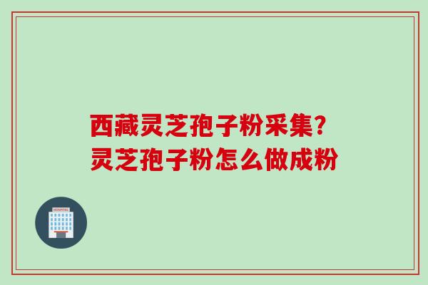 西藏灵芝孢子粉采集？灵芝孢子粉怎么做成粉