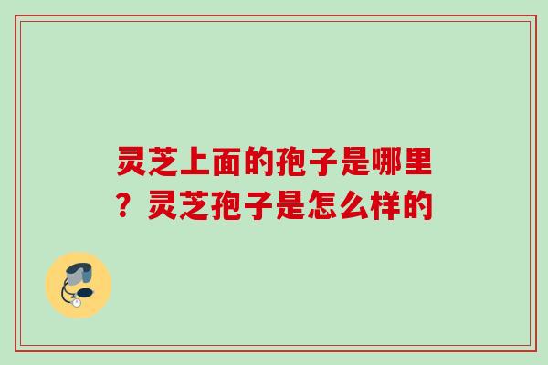 灵芝上面的孢子是哪里？灵芝孢子是怎么样的