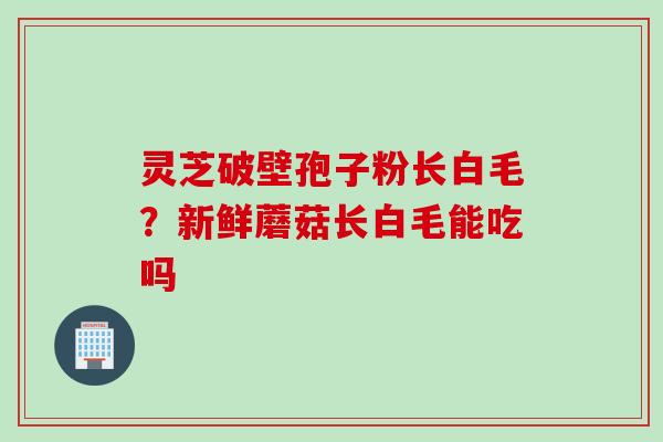灵芝破壁孢子粉长白毛？新鲜蘑菇长白毛能吃吗