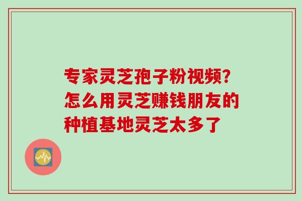 专家灵芝孢子粉视频？怎么用灵芝赚钱朋友的种植基地灵芝太多了