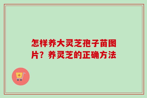 怎样养大灵芝孢子苗图片？养灵芝的正确方法