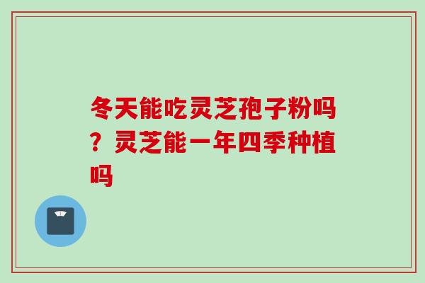 冬天能吃灵芝孢子粉吗？灵芝能一年四季种植吗