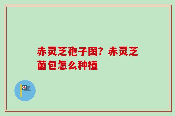 赤灵芝孢子图？赤灵芝菌包怎么种植