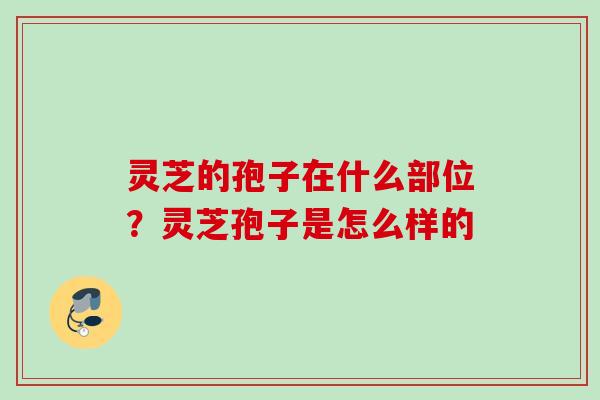 灵芝的孢子在什么部位？灵芝孢子是怎么样的