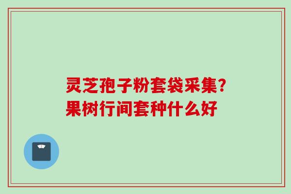 灵芝孢子粉套袋采集？果树行间套种什么好
